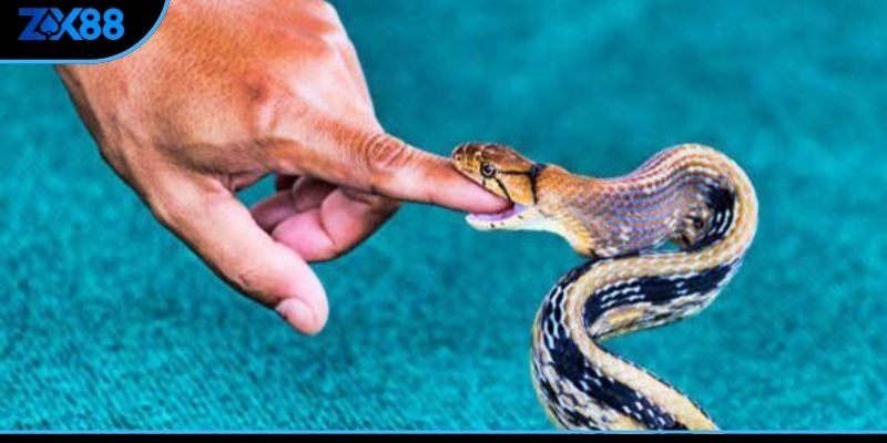 Ý nghĩ của mơ rắn cắn là điềm gì?